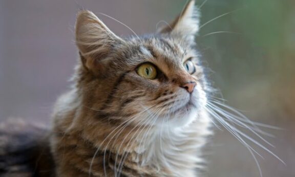 Maine Coon