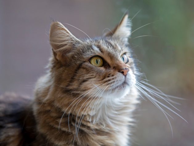 Maine Coon